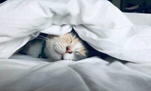 sleep-cat